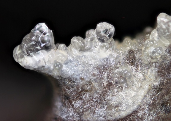 Opale (var. hyalite) - Puy de la Plate - Puy-de-Dôme