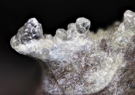 Opale (var. hyalite) - Puy de la Plate - Puy-de-Dôme