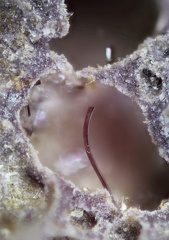 Pseudobrookite - Tennis - Murol - Puy de Dôme