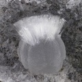  Thomsonite - Vallée de la Papenoo - Tahiti - Polynésie française