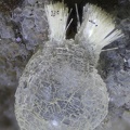  Thomsonite - Vallée de la Papenoo - Tahiti - Polynésie française