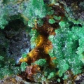 Lauthantalite - Couëron - Nantes - Loire-Atlantique