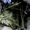 Aegirine - Bras de Cilaos - Cilaos - La Réunion