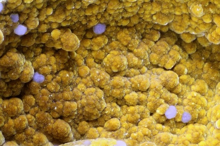  Cacoxénite Strengite - Carrière de La Lande - Plumelin - Morbihan