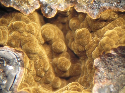 Goethite - Monthaut - Palairac - Aude 