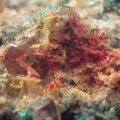 Minium - Monthaut - Palairac - Aude 
