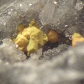 Oxyplumboromeite - Monthaut - Palairac - Aude 
