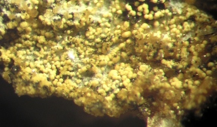 Cacoxénite - Collioure - Massif des Albères - Pyrénées-Orientales