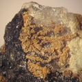 Mitridatite - Collioure - Massif des Albères - Pyrénées-Orientales