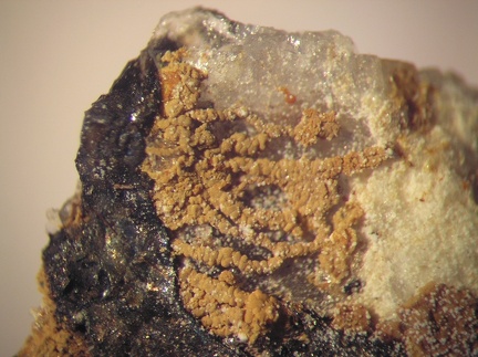Mitridatite - Collioure - Massif des Albères - Pyrénées-Orientales