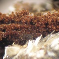 Mitridatite Strunzite - Collioure - Massif des Albères - Pyrénées-Orientales