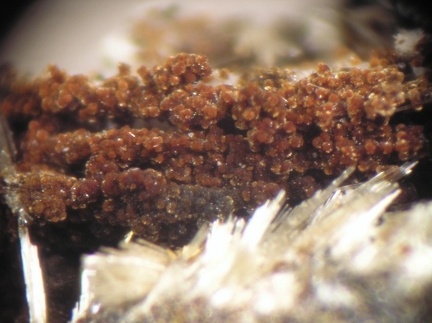 Mitridatite Strunzite - Collioure - Massif des Albères - Pyrénées-Orientales