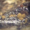 Mitridatite Variscite - Collioure - Massif des Albères - Pyrénées-Orientales
