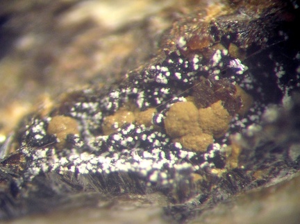 Mitridatite Variscite - Collioure - Massif des Albères - Pyrénées-Orientales