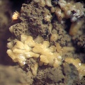 Paravauxite - Collioure - Massif des Albères - Pyrénées-Orientales