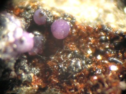 Strengite Bermanite - Collioure - Massif des Albères - Pyrénées-Orientales