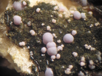 Strengite - Collioure - Massif des Albères - Pyrénées-Orientales