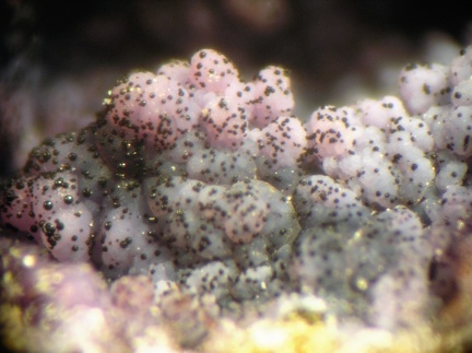 Strengite Oxydes Mn - Collioure - Massif des Albères - Pyrénées-Orientales