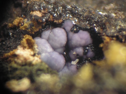 Strengite Oxydes Mn - Collioure - Massif des Albères - Pyrénées-Orientales