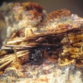 Strunzite Cacoxénite - Collioure - Massif des Albères - Pyrénées-Orientales