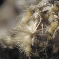 Strunzite Eosphorite - Collioure - Massif des Albères - Pyrénées-Orientales