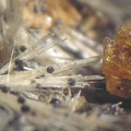 Strunzite Laueite  - Collioure - Massif des Albères - Pyrénées-Orientales