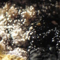 Variscite Birnessite - Collioure - Massif des Albères - Pyrénées-Orientales