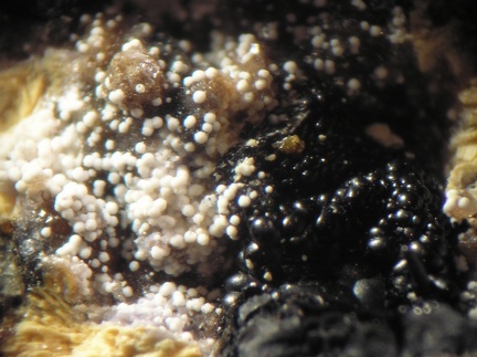 Variscite Birnessite - Collioure - Massif des Albères - Pyrénées-Orientales