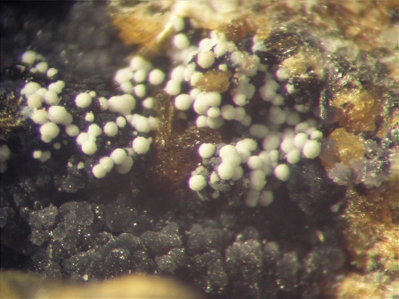 Variscite - Collioure - Massif des Albères - Pyrénées-Orientales