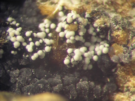 Variscite - Collioure - Massif des Albères - Pyrénées-Orientales