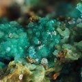 n°134082 - Chrysocolle - La Rabasse - Avène - Béziers - Hérault
