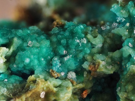 n°134082 - Chrysocolle - La Rabasse - Avène - Béziers - Hérault
