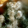 n°107049 - Pyromorphite - La Joie (mine) - St Cierge la Serre - Ardèche