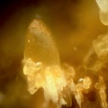 n°107050 - Smithsonite - La Joie (mine) - St Cierge la Serre - Ardèche