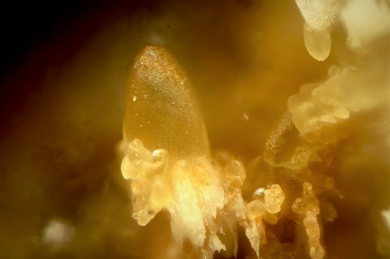 n°107050 - Smithsonite - La Joie (mine) - St Cierge la Serre - Ardèche