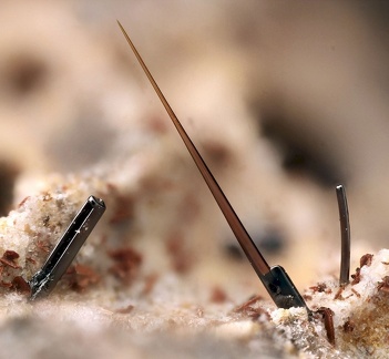 Pseudobrookite - Puy-de-Tunisset - Saint-Ours-les-Roches - Puy-de-Dôme - MB - champ 3mm5