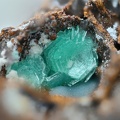 Chalcophyllite - Le Moulinal - St Jean de Jeannes - Tarn