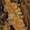 Epitaxie de calcite - Carrière du Rivet - Montredon-Labessonié - Tarn