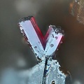 Pyrargyrite sur galène - Carrière du Rivet - Montredon-Labessonié - Tarn