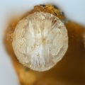 Willemite - Carrière du Rivet - Montredon-Labessonié - Tarn