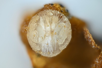 Willemite - Carrière du Rivet - Montredon-Labessonié - Tarn