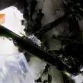 Aegirine Siderite - Bras de Cilaos - Cilaos - La Réunion