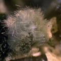 Actinolite -  Madone de Fenestre - St-Martin-Vesubie - Alpes Maritimes