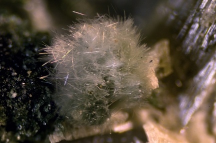  Actinolite -  Madone de Fenestre - St-Martin-Vesubie - Alpes Maritimes