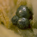 Pyrite - Les Vieux Travaux - Les Malines - Saint Laurent le Minier - Gard