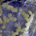  Sphalerite Baryte - Les Vieux Travaux - Les Malines - Saint Laurent le Minier - Gard