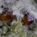 Andradite - Le Dramont - Saint-Raphaël - Var