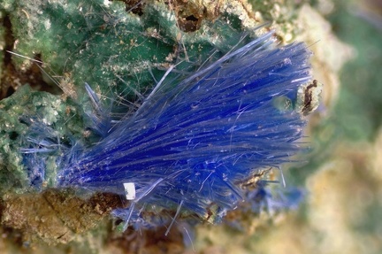 Cyanotrichite - Cap Garonne - Le Pradet - Var