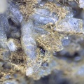  Stibiconite - Valcros - La Londe-les-Maures  - Toulon - Var 