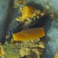 n°169172 - Wulfénite sur pyromorphite -  Col de Crie - Monsols - Rhône 